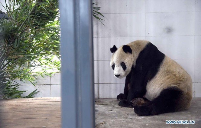 ‘Cụ’ gấu trúc đực già nhất thế giới qua đời ở tuổi 31 - ảnh 5