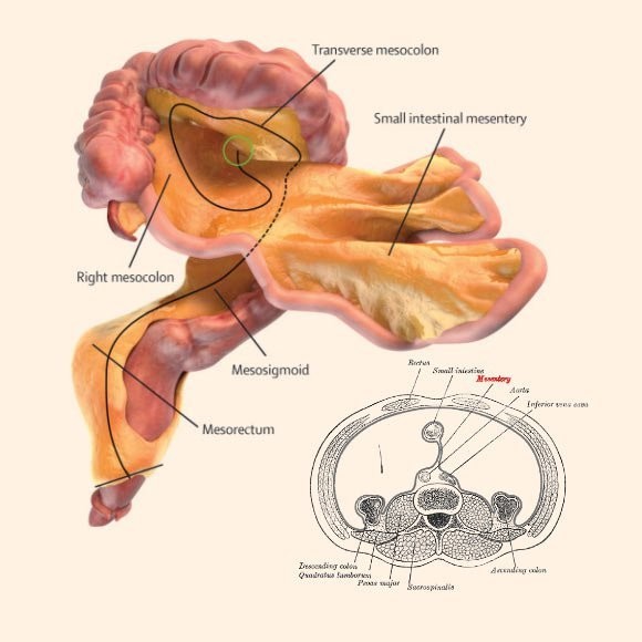 Phát hiện cơ quan mới trong cơ thể người - ảnh 1