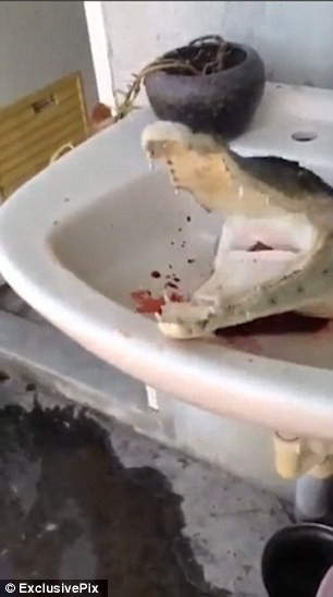 Hãi hùng cá sấu bị chặt đầu vẫn không ngừng... đớp - ảnh 2