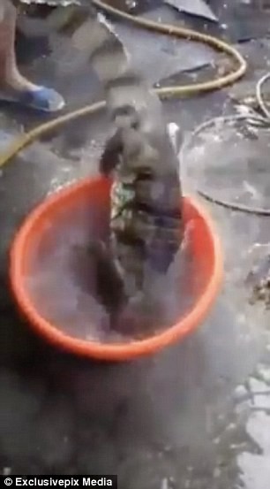 Hãi hùng cá sấu bị chặt đầu vẫn không ngừng... đớp - ảnh 1