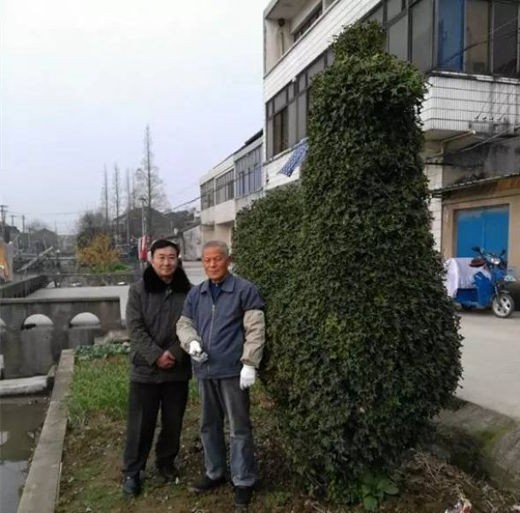 Bụi cây hình gà được trả giá 300 triệu vẫn không bán - ảnh 2