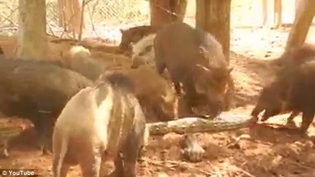 Báo thù, đàn lợn rừng vây giết trăn ‘khủng’ - ảnh 1