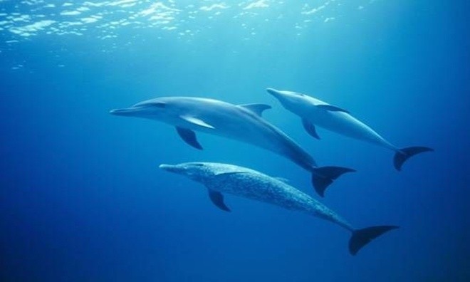 7 khả năng siêu nhiên của con người - ảnh 3
