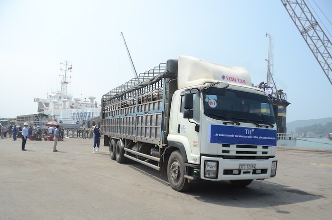 1.300 bò sữa nhập khẩu từ Mỹ của TH true Milk cập cảng - ảnh 2