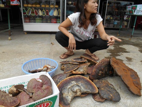 Vỡ mộng ở vương quốc linh chi bên dòng Sêrêpốk - ảnh 2