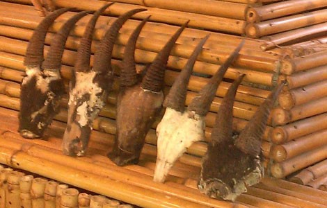 Năm Dê, dân chơi hăng hái săn lùng… linh dương giác! - ảnh 4