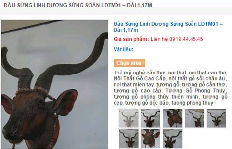 Năm Dê, dân chơi hăng hái săn lùng… linh dương giác! - ảnh 2