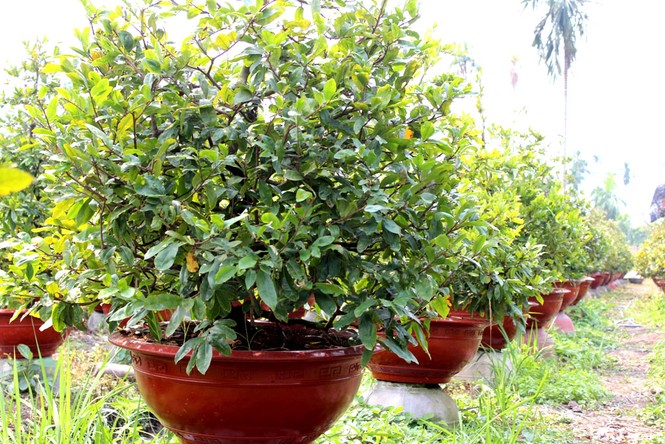 Hàng ngàn cây mai 'đổ bộ' Sài Gòn chờ Tết - ảnh 2