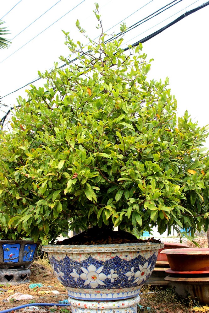 Hàng ngàn cây mai 'đổ bộ' Sài Gòn chờ Tết - ảnh 3