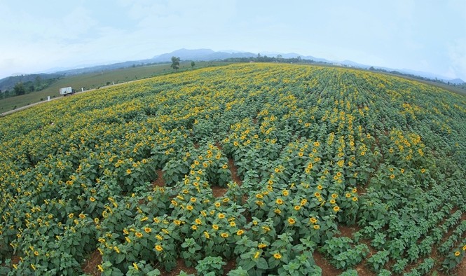 Trang trại bò sữa Việt Nam đạt kỷ lục Châu Á - ảnh 1