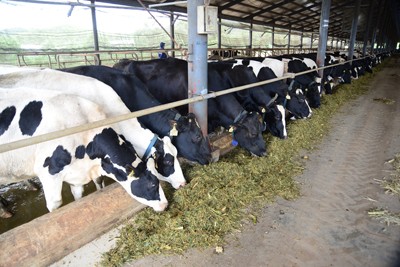 Vinamilk đẩy mạnh mua sữa tươi nguyên liệu của nông dân - ảnh 2