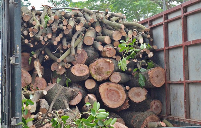 Hà Nội: Bắt đầu chặt hạ hàng xà cừ cổ thụ - ảnh 2