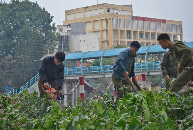 Hà Nội: Bắt đầu chặt hạ hàng xà cừ cổ thụ - ảnh 4