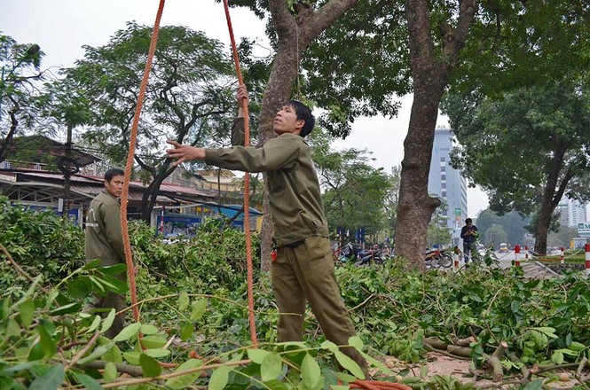 Hà Nội: Bắt đầu chặt hạ hàng xà cừ cổ thụ - ảnh 3