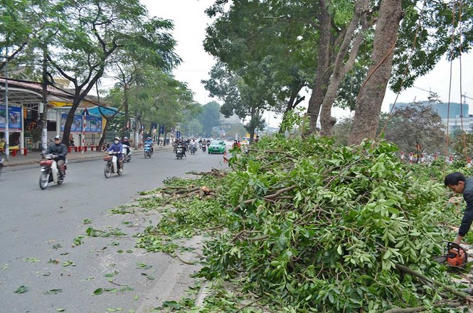 Hà Nội: Bắt đầu chặt hạ hàng xà cừ cổ thụ - ảnh 5