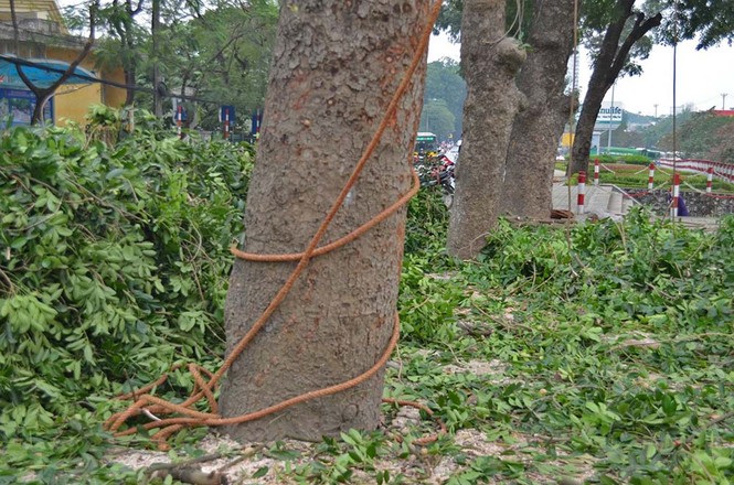Hà Nội: Bắt đầu chặt hạ hàng xà cừ cổ thụ - ảnh 6