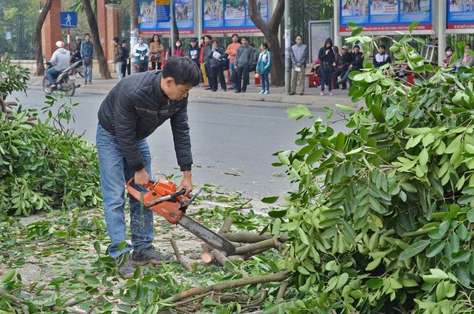 Hà Nội: Bắt đầu chặt hạ hàng xà cừ cổ thụ - ảnh 7