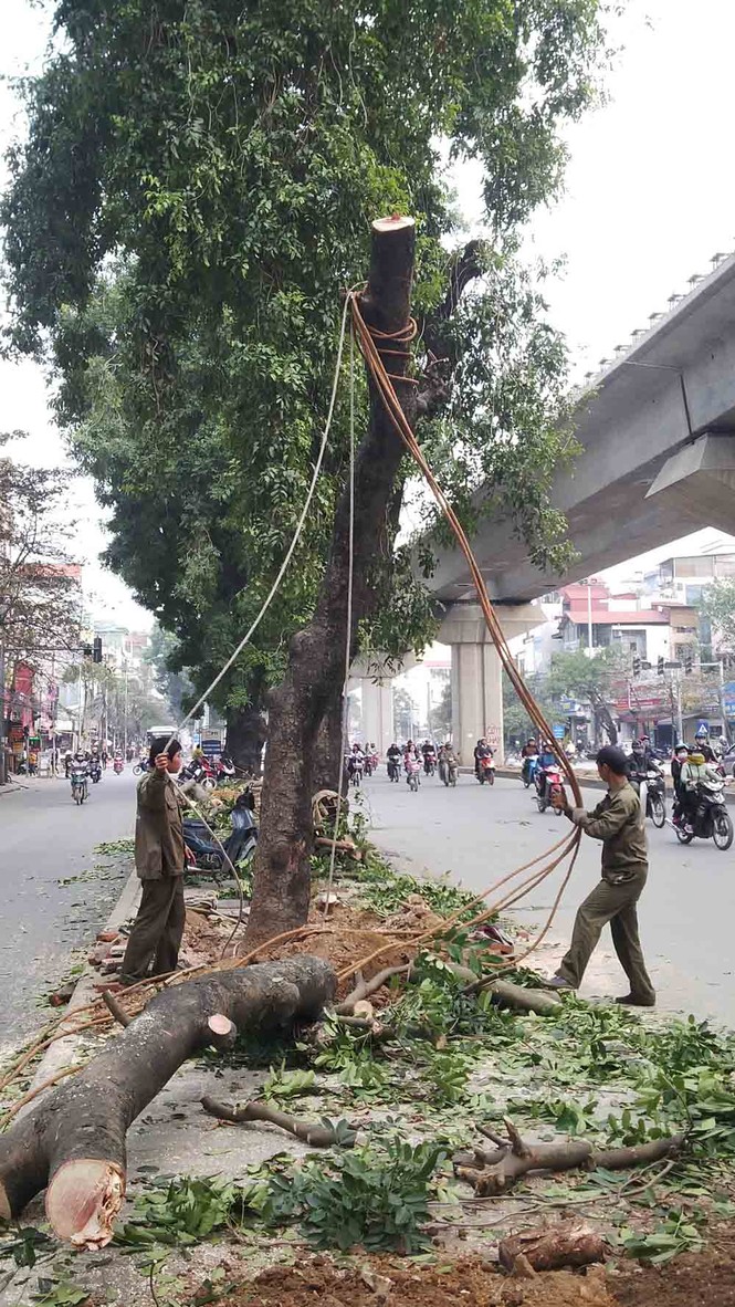 Hà Nội: Hàng loạt cây xà cừ cổ thụ tiếp tục bị đốn hạ - ảnh 1