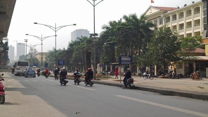 Hà Nội: Hàng loạt cây xà cừ cổ thụ tiếp tục bị đốn hạ - ảnh 11