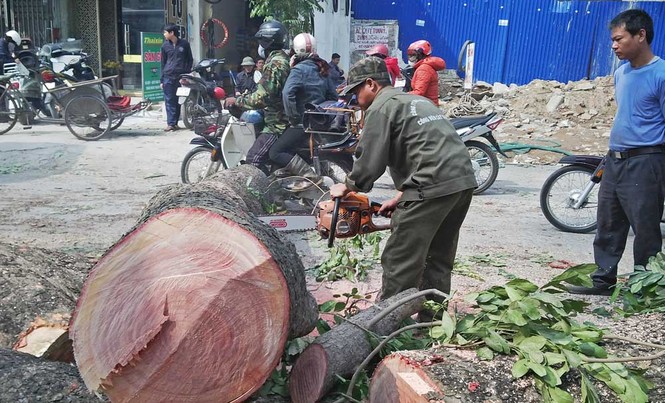 Hà Nội: Hàng loạt cây xà cừ cổ thụ tiếp tục bị đốn hạ - ảnh 10
