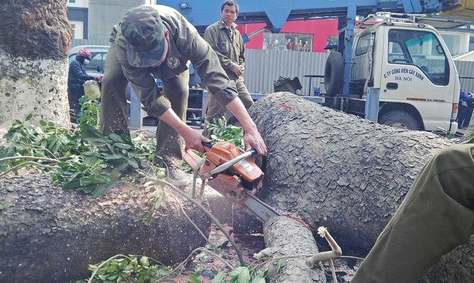 Hà Nội: Hàng loạt cây xà cừ cổ thụ tiếp tục bị đốn hạ - ảnh 9