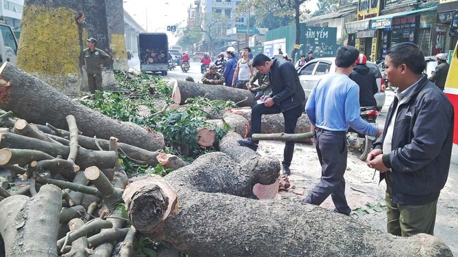 Hà Nội: Hàng loạt cây xà cừ cổ thụ tiếp tục bị đốn hạ - ảnh 8