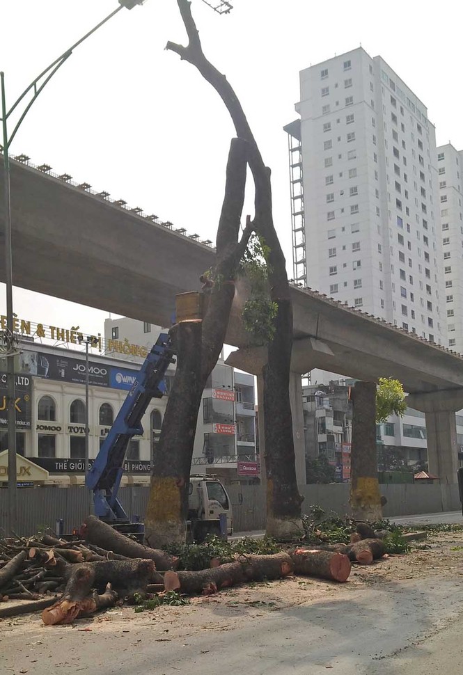 Hà Nội: Hàng loạt cây xà cừ cổ thụ tiếp tục bị đốn hạ - ảnh 5