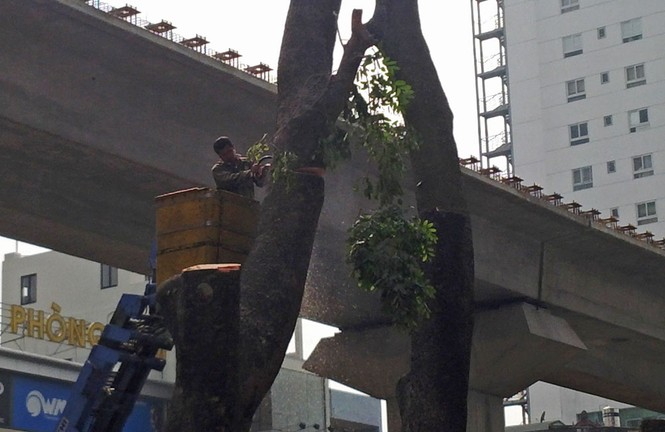 Hà Nội: Hàng loạt cây xà cừ cổ thụ tiếp tục bị đốn hạ - ảnh 7