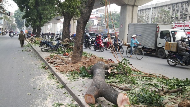 Hà Nội: Hàng loạt cây xà cừ cổ thụ tiếp tục bị đốn hạ - ảnh 2