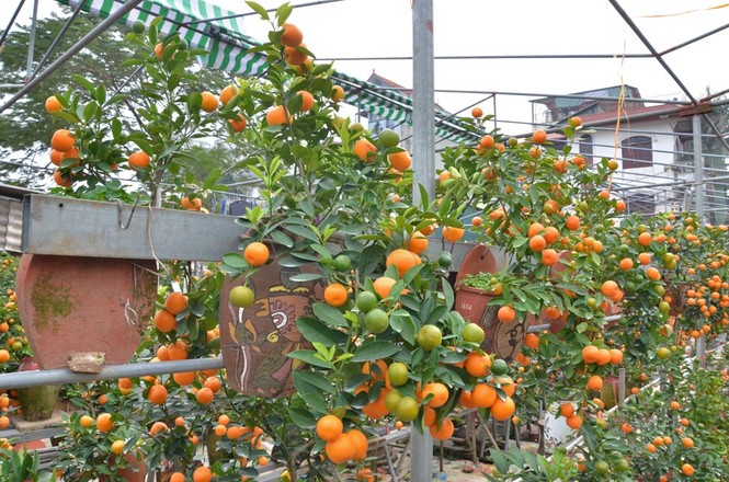 Rộ mốt chơi quất cảnh trồng trong bình, giá tiền triệu - ảnh 2