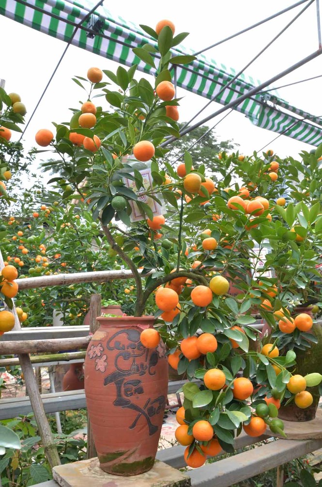 Rộ mốt chơi quất cảnh trồng trong bình, giá tiền triệu - ảnh 7