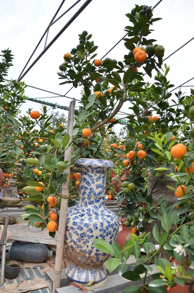 Rộ mốt chơi quất cảnh trồng trong bình, giá tiền triệu - ảnh 13