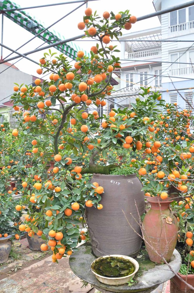 Rộ mốt chơi quất cảnh trồng trong bình, giá tiền triệu - ảnh 12