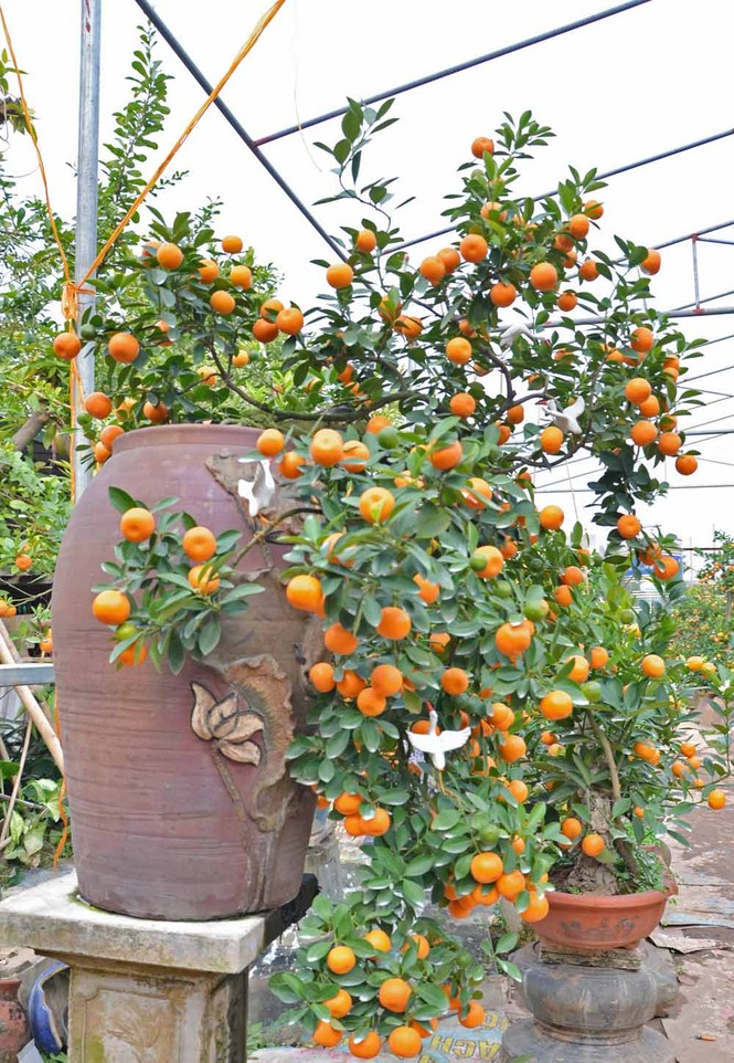 Rộ mốt chơi quất cảnh trồng trong bình, giá tiền triệu - ảnh 11