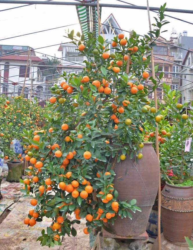Rộ mốt chơi quất cảnh trồng trong bình, giá tiền triệu - ảnh 1