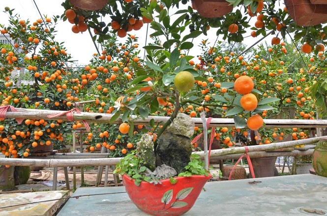 Rộ mốt chơi quất cảnh trồng trong bình, giá tiền triệu - ảnh 9