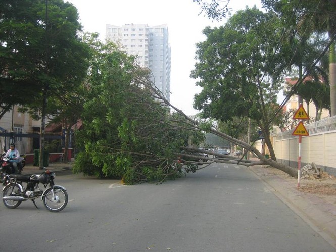 TPHCM: Cây xanh cao chục mét bật gốc sau cơn gió nhẹ - ảnh 2