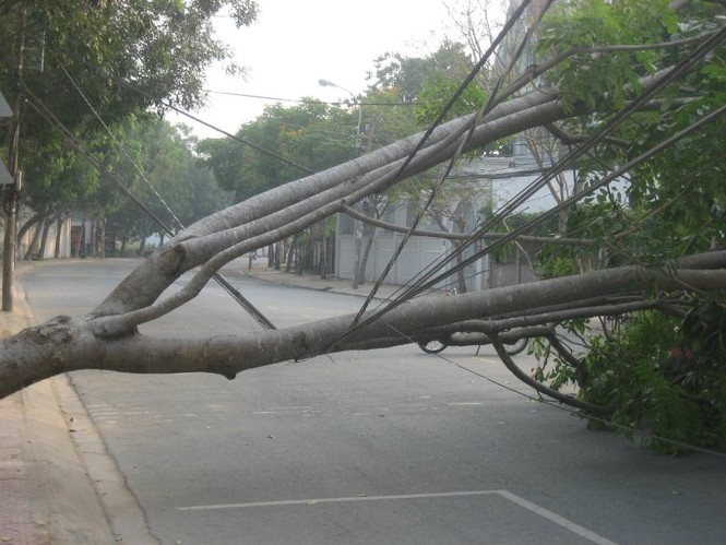 TPHCM: Cây xanh cao chục mét bật gốc sau cơn gió nhẹ - ảnh 1