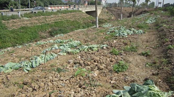 Hà Nội dẹp bỏ vườn rau canh tác trên “đại lộ nghìn tỷ” - ảnh 3