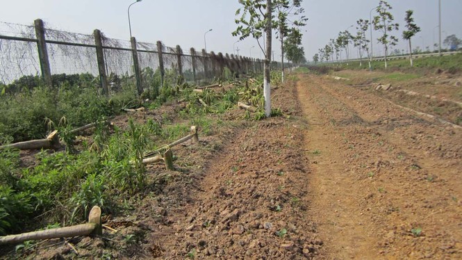 Hà Nội dẹp bỏ vườn rau canh tác trên “đại lộ nghìn tỷ” - ảnh 10