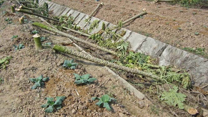 Hà Nội dẹp bỏ vườn rau canh tác trên “đại lộ nghìn tỷ” - ảnh 9