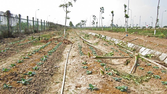 Hà Nội dẹp bỏ vườn rau canh tác trên “đại lộ nghìn tỷ” - ảnh 1