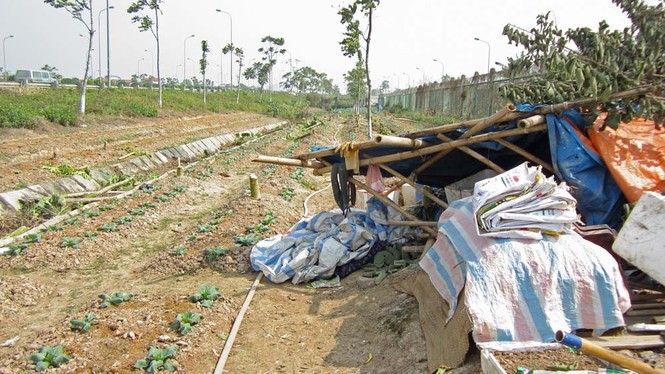 Hà Nội dẹp bỏ vườn rau canh tác trên “đại lộ nghìn tỷ” - ảnh 2