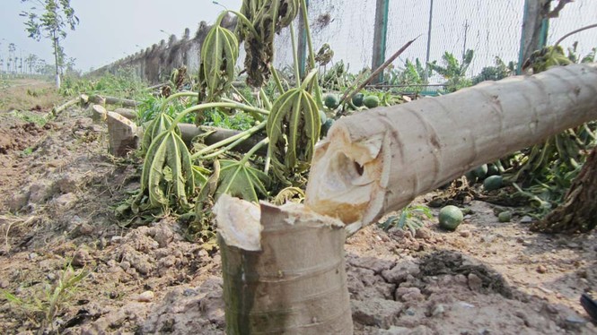 Hà Nội dẹp bỏ vườn rau canh tác trên “đại lộ nghìn tỷ” - ảnh 6