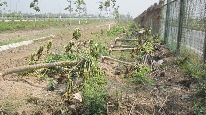 Hà Nội dẹp bỏ vườn rau canh tác trên “đại lộ nghìn tỷ” - ảnh 5