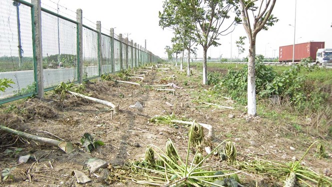 Hà Nội dẹp bỏ vườn rau canh tác trên “đại lộ nghìn tỷ” - ảnh 4