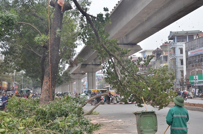 Nuối tiếc nhìn xà cừ bị chặt hạ trên đường Nguyễn Trãi - ảnh 5