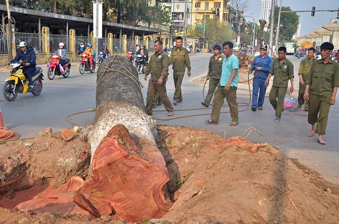 Nuối tiếc nhìn xà cừ bị chặt hạ trên đường Nguyễn Trãi - ảnh 1