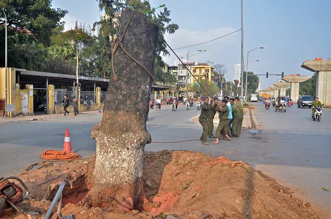 Nuối tiếc nhìn xà cừ bị chặt hạ trên đường Nguyễn Trãi - ảnh 11