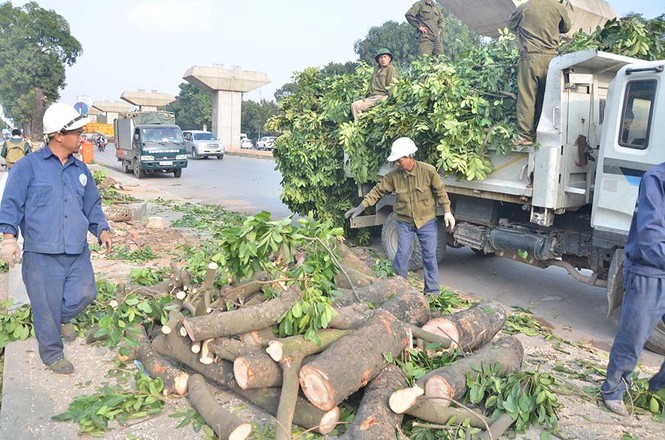 Nuối tiếc nhìn xà cừ bị chặt hạ trên đường Nguyễn Trãi - ảnh 10